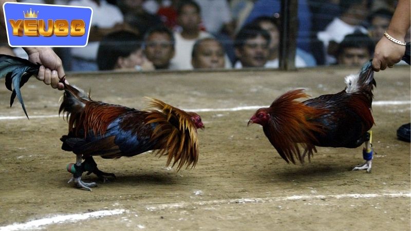 Các loại gà đá phổ biến có mặt ở trong đá gà cựa sắt YEU88
