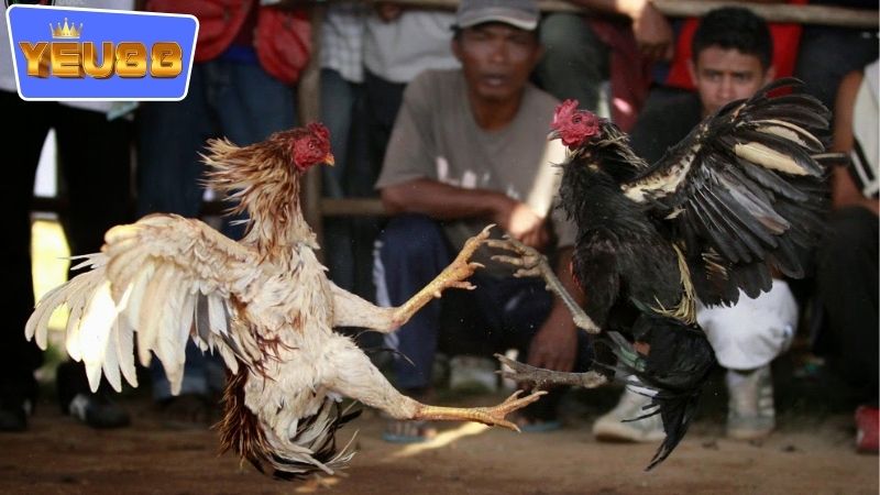 Lợi ích khi tham gia vào trải nghiệm chơi đá gà đổi thưởng YEU88