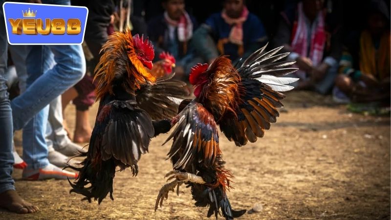 Hướng dẫn cách để tham gia vào chơi với đá gà đổi thưởng YEU88