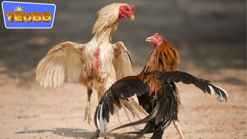 Những ưu điểm nổi bật khi tham gia vào chơi đá gà trực tuyến YEU88