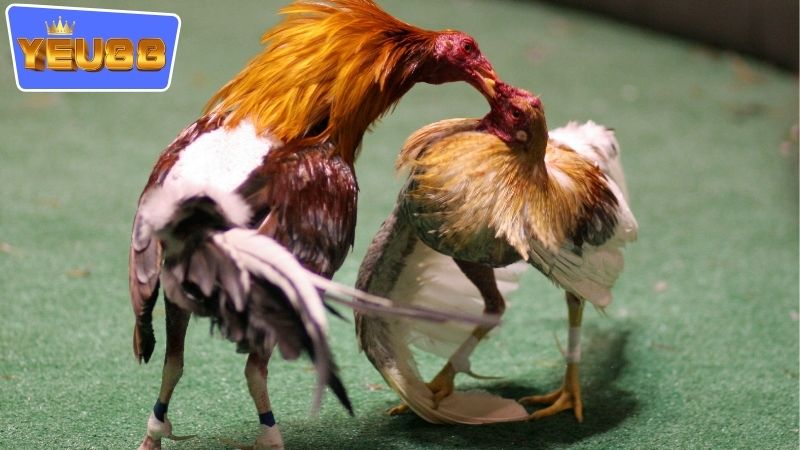 Các loại hình cược có sẵn ở trong đấu trường gà YEU88
