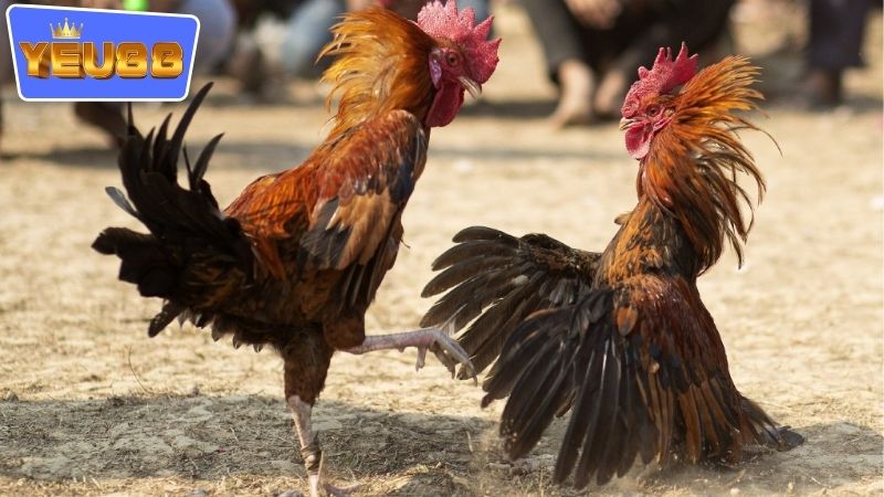 Cách tham gia vào cá cược các trận đấu ở tại đấu trường gà YEU88