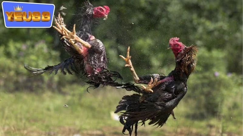 Chiến lược chơi cá cược hiệu quả nhất ở tại đấu trường gà YEU88