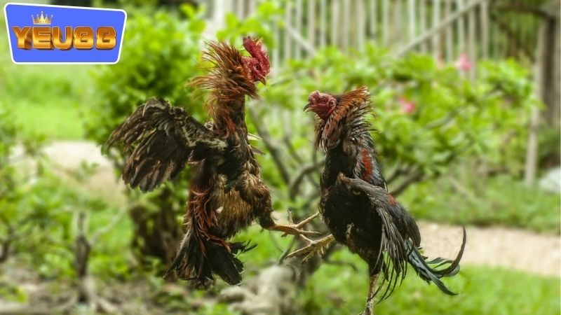 Chiến lược đặt cược hợp lý
