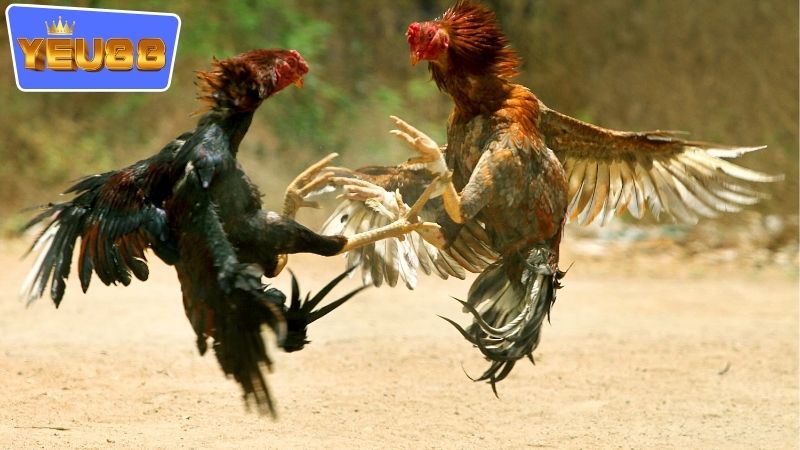 Phân tích trận đá và đối thủ