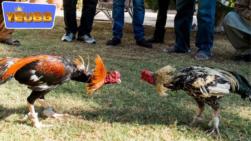 Cách thức xem đá gà campuchia YEU88 trực tiếp không bị gián đoạn