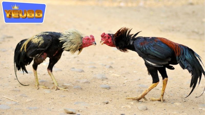 Kinh nghiệm cá cược hiệu quả qua việc xem đá gà campuchia YEU88