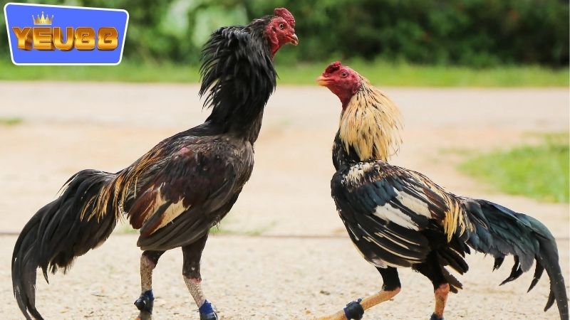 So sánh với các đối thủ khác đang hiện diện ở trên thị trường