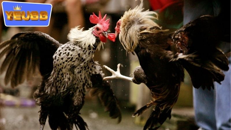 yeu88-da-ga-co-an-toan-khong